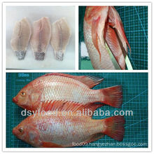 frozen red tilapia fish whole round